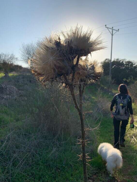 לא חופשת בטן גב - יוצאים בכל יום לטייל במסלולי הצפון